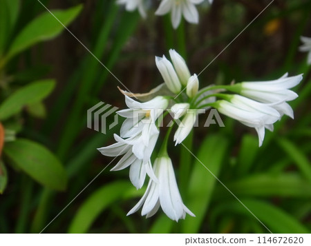 Allium · Toriketoram 114672620
