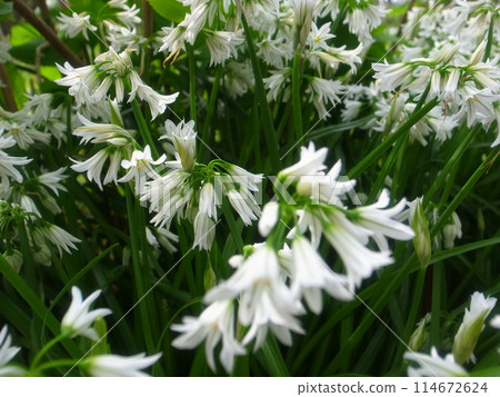 Allium · Toriketoram 114672624