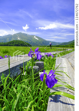 從木道上看到的菖蒲和涉津山(垂直) 從木道上看到的菖蒲和涉津山(垂直) 114672762