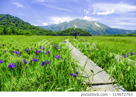 Iris flowers blooming in Ozegahara 114672763