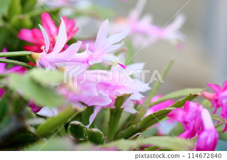 Cute cactus flower Cute cactus flower 114672840