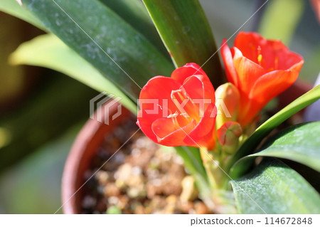 Kunsiran flowers 114672848