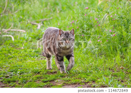 A stray cat walking through a spring field 114672849
