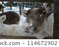 Reindeer in the zoo at Santa Claus Village 114672902