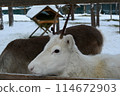 White reindeer in the zoo at Santa Claus Village 114672903