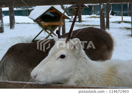 聖誕老人村動物園的白色馴鹿 114672903