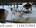 White reindeer in the zoo at Santa Claus Village 114672904