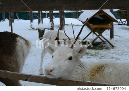 White reindeer in the zoo at Santa Claus Village 114672904