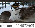 White reindeer with tongue out at the Santa Claus Village Zoo 114672905