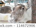 Reindeer in the zoo at Santa Claus Village 114672906