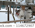Reindeer in Santa Claus Village 114672907