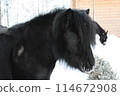 Black pony in the zoo at Santa Claus Village 114672908