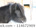 Black pony in the zoo at Santa Claus Village 114672909