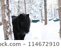 Black pony in the zoo at Santa Claus Village 114672910