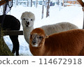 Alpacas at the zoo in Santa Claus Village 114672918