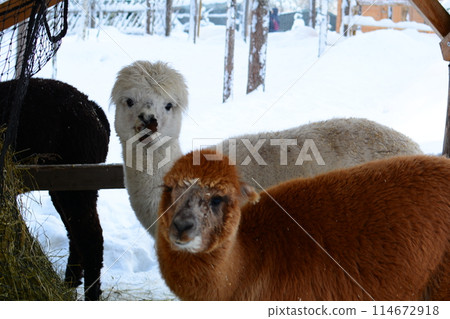 Alpacas at the zoo in Santa Claus Village Alpacas at the zoo in Santa Claus Village 114672918