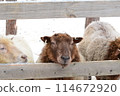Sheep at the zoo in Santa Claus Village 114672920