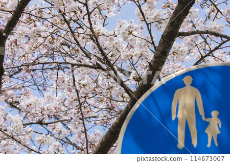【福井縣勝山市,弁天櫻花樹,四月】九頭龍川右岸的櫻花樹,標誌上的一家人似乎也在賞花。 【福井縣勝山市,弁天櫻花樹,四月】九頭龍川右岸的櫻花樹,標誌上的一家人似乎也在賞花。 114673007