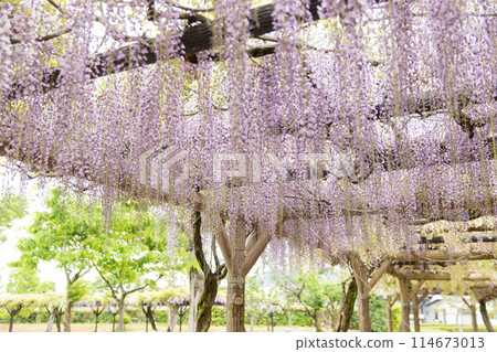 [福井縣越前市4月]紫藤花迴廊紫織部公園 114673013