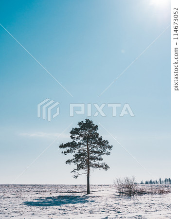 Solitary pine tree standing in snowy field under clear blue sky 114673052