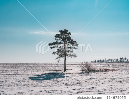 Solitary pine tree standing in snowy field under clear blue sky Solitary pine tree standing in snowy field under clear blue sky 114673055