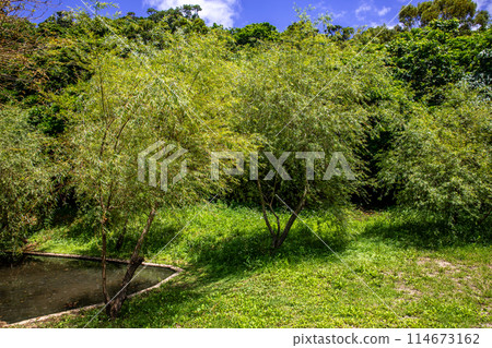 Willows of Sefa Utaki Willows of Sefa Utaki 114673162