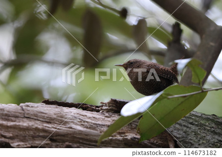 苔蘚鷦鷯 114673182