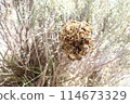 beehive beehive 114673329