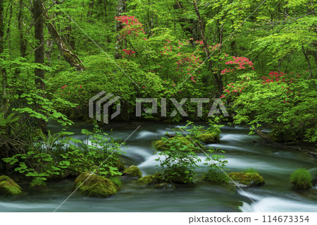 奧入瀨溪谷綠意盎然，山札座盛開 114673354