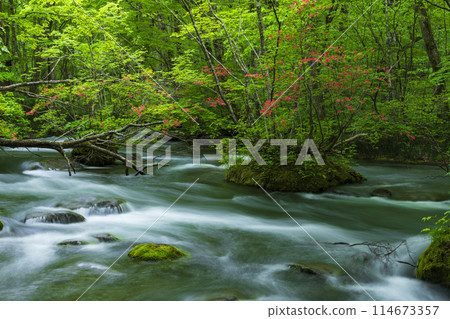 Fresh greenery of the Oirase Gorge and Yamatsutsuji in full bloom Fresh greenery of the Oirase Gorge and Yamatsutsuji in full bloom 114673357
