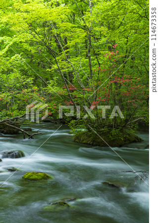Fresh greenery of the Oirase Gorge and Yamatsutsuji in full bloom Fresh greenery of the Oirase Gorge and Yamatsutsuji in full bloom 114673358