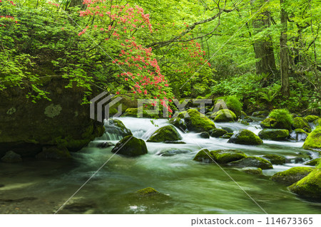 Fresh greenery of the Oirase Gorge and Yamatsutsuji in full bloom Fresh greenery of the Oirase Gorge and Yamatsutsuji in full bloom 114673365