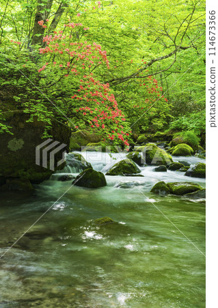 奧入瀨溪谷綠意盎然，山札座盛開 114673366