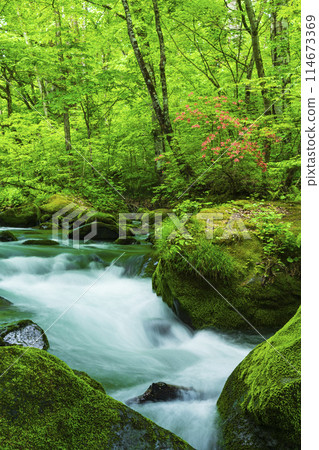 Fresh greenery of the Oirase Gorge and Yamatsutsuji in full bloom 114673369