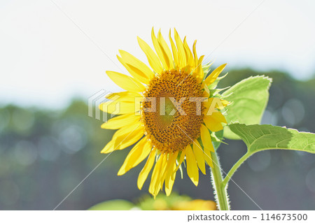 Sunflower field in the open garden Sunflower field in the open garden 114673500