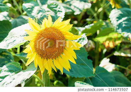 開放花園的向日葵田裡盛開的向日葵 114673507