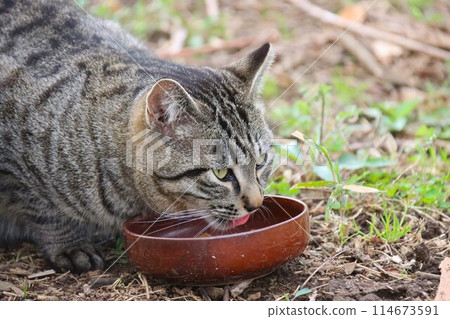 村裡森林裡的一隻流浪貓試圖吃食物 114673591
