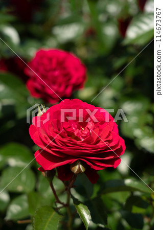 五月玫瑰，深邃波爾多 114673767