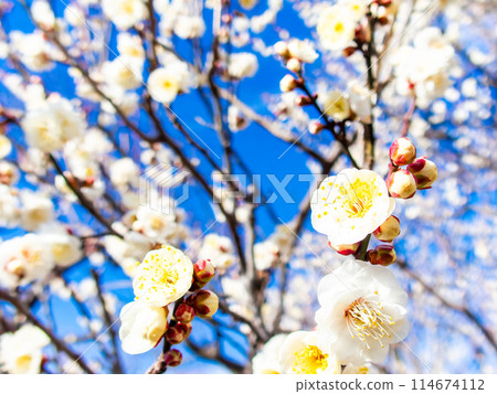 Neat white plum blossoms in full bloom heralding the arrival of spring 114674112