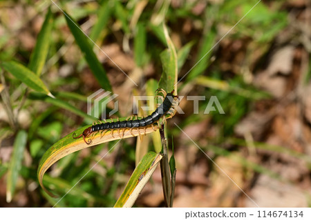 The largest centipede in Japan: the giant centipede The largest centipede in Japan: the giant centipede 114674134