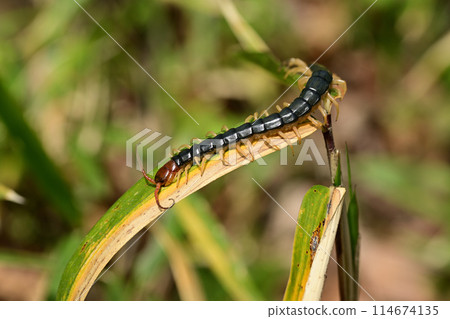 The largest centipede in Japan: the giant centipede The largest centipede in Japan: the giant centipede 114674135