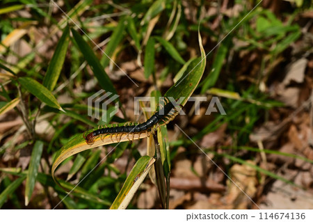 The largest centipede in Japan: the giant centipede 114674136