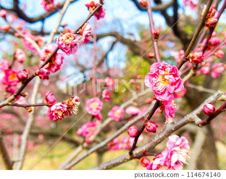 紅梅盛開，預示著春天的到來 114674140