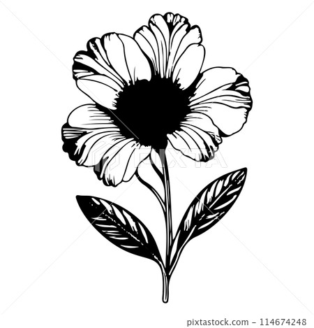 primrose drawing flower violet illustration hand draw  114674248
