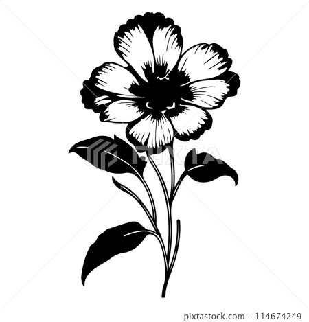 primrose drawing flower violet illustration hand draw primrose drawing flower violet illustration hand draw 114674249