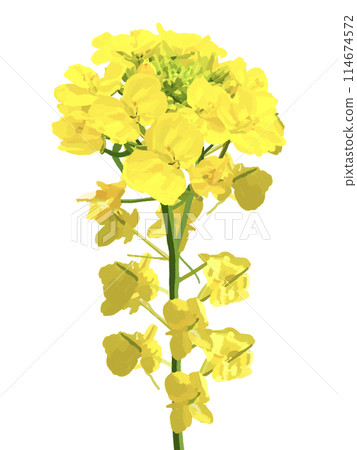 強姦開花 114674572