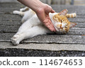 A cat that seems to feel good being petted by a person 114674653