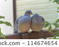 A pair of playful turtle doves 114674654
