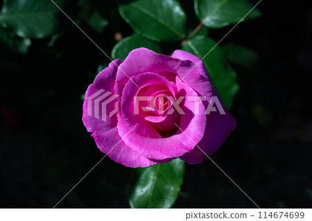 May Rose, The McCartney Rose 114674699