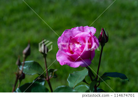 May Rose, The McCartney Rose May Rose, The McCartney Rose 114674701